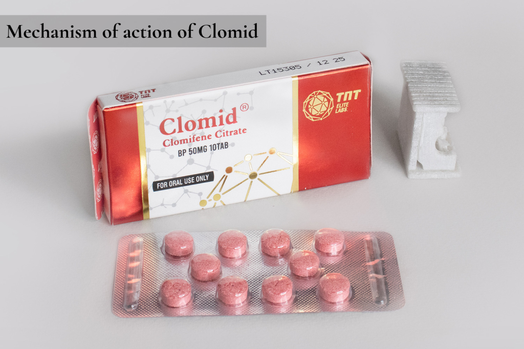 Mechanism of action of Clomid